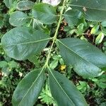 Catha edulis Φύλλο