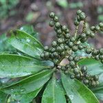 Ardisia densiflora Habit