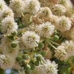 Vachellia rehmanniana Flor