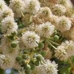 Acacia rehmanniana Flower