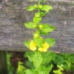 Dasistoma macrophylla Flower