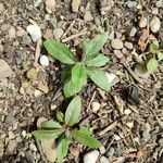 Epilobium tetragonum Лист