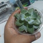 Echeveria peruviana Hoja