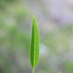 Volkameria heterophylla Feuille