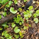 Dichondra carolinensis Feuille