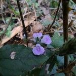 Rungia repens Flower