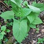 Salvia glutinosa Leht