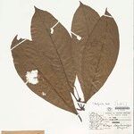 Rudgea stipulacea Leaf