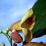 Bignonia hyacinthina