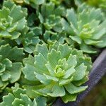 Rhodiola pachyclados Φύλλο