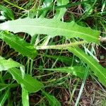 Picris hieracioides Leaf