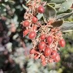 Arctostaphylos pringleiFruit