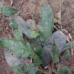 Tinantia pringlei Leaf