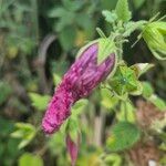 Kosteletzkya adoensis Flower