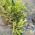 Salicornia procumbens Листок