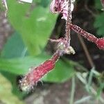 Oenothera gaura Fruit