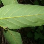 Nectandra hihua Leaf