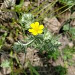 Potentilla gracilis Flower