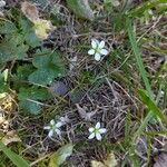 Sagina glabra Flor