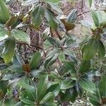 Magnolia grandiflora عادت