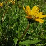 Wyethia angustifolia Hábito