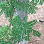 Albizia brevifolia Hoja