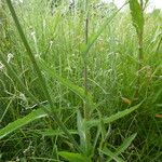 Sonchus gigas ശീലം