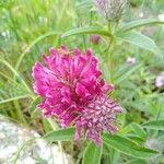 Trifolium rubens Λουλούδι