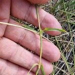 Dianthus scaber Лист
