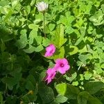 Oxalis debilis Flower