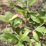 Combretum mossambicense Folio
