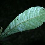 Tetrameranthus guianensis Leaf