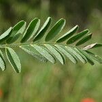 Astragalus hamosus Fuelha