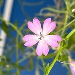 Eudianthe coeli-rosa Flower