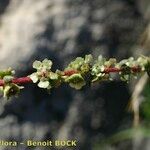 Bassia prostrata その他の提案