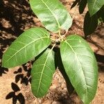 Ficus ingens Leaf