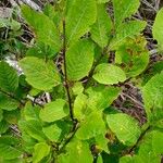 Lonicera nigra Leaf