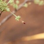 Commiphora mollis Flor
