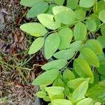 Sauropus androgynus Leaf