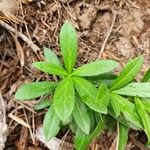 Chimaphila umbellata Blatt