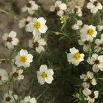 Zinnia acerosa Blüte