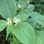 Impatiens parviflora ശീലം