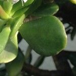 Crassula ovata অন্যান্য