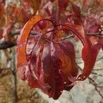 Prunus persica Blatt