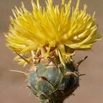 Centaurea acaulis Flower