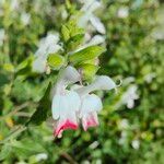 Salvia microphyllaЦветок