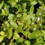 Veronica repens Leaf
