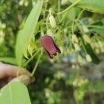 Holboellia coriacea Blomst