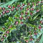 Cotoneaster nan-shan ഫലം