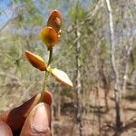 Commiphora pterocarpa Flor